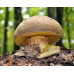 Мицелий Боровика желтого/Полубелый гриб (Boletus impolitus)
